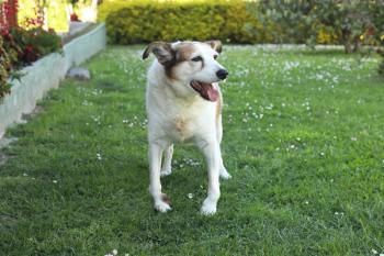 Dog with OA