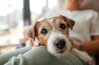 A Q&A on recognizing and managing chronic pain in senior dogs