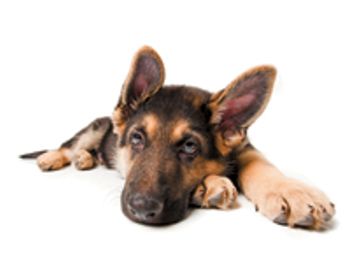 veterinary_puppy_laying_head_down-798261-1384154902505.jpg