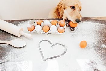 veterinary-dog-baking-tools-eggs_AdobeStock_
