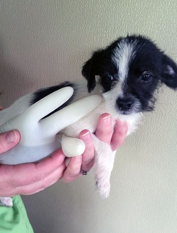 puppy-450.jpg