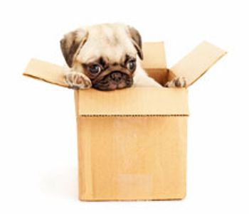 puginabox.jpg