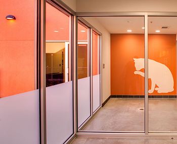 veterinary-BDA-Cat-Waiting-450.jpg