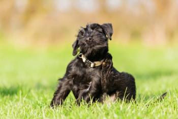Black dog scratching itself in the grass 