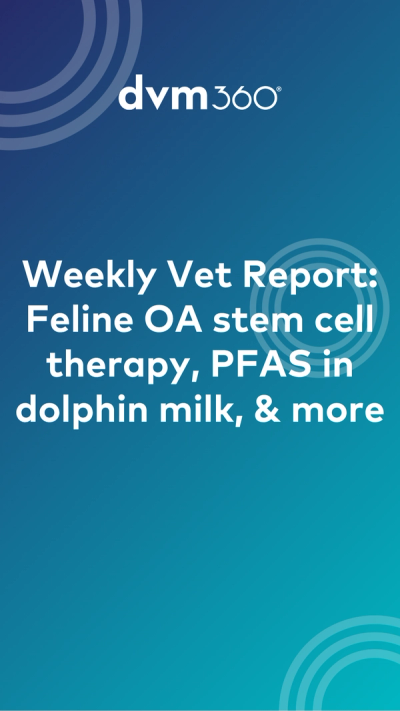 Weekly Vet Report: Feline OA stem cell therapy, PFAS in dolphin milk, & more