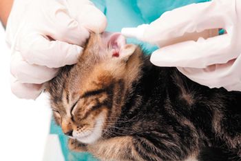 veterinary-cat-veterinarian-examines-an-ear-of-a-small-kitten-on-a-white-table-over-white-background-shutterstock-154796258-body.jpg