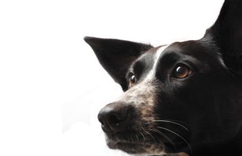 veterinary-dog-border-collie450px-shutterstock-129523667.jpg