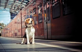train450.jpg