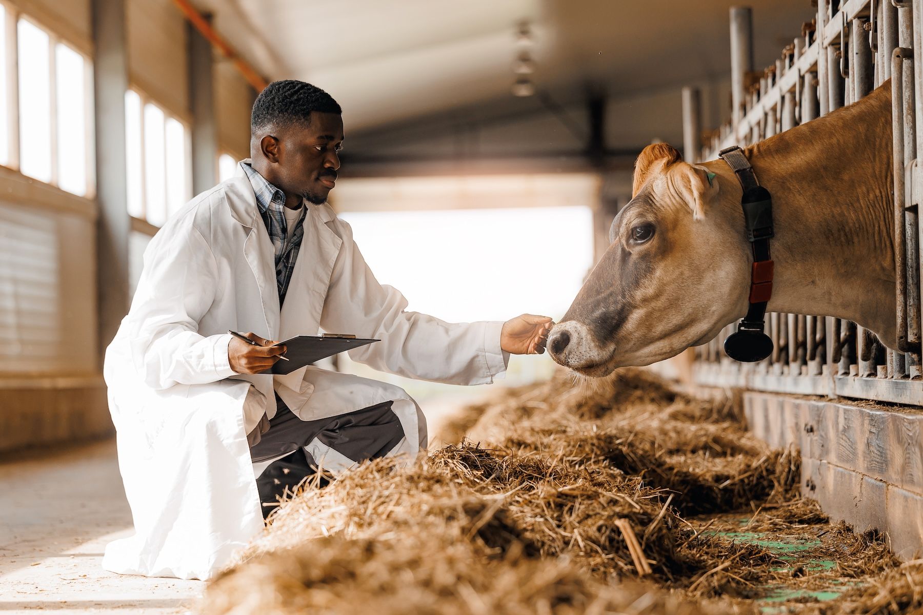 Cattle veterinarian