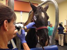 veterinary_EquineEye_220x165_mainart.jpg