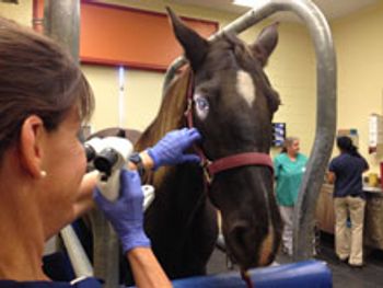 veterinary_EquineEye_220x165_mainart.jpg