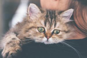 The upside of crowdfunding for pet care