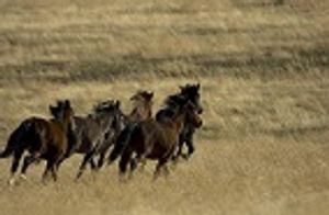 Organizations Clash Over Wild Horse and Burro Population Control