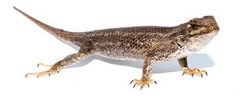 veterinary-western-fence-lizard-lyme-borrelia-AdobeStock_158813231-body.jpg