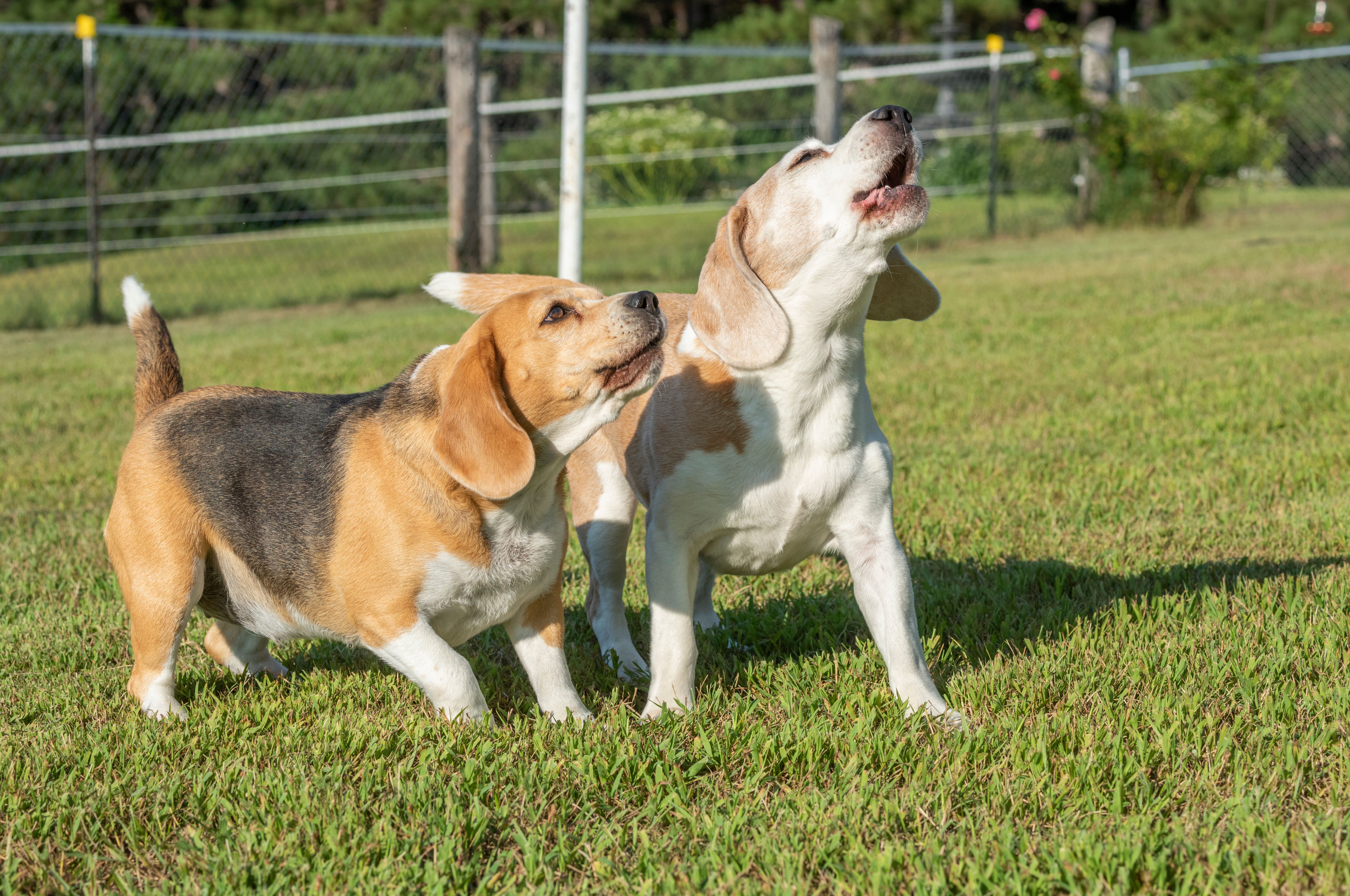 Beagles howling © Mark J. Barrett - stock.adobe.com