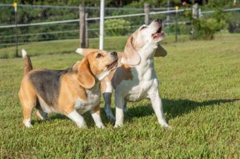 beagles howling © Mark J. Barrett - stock.adobe.com