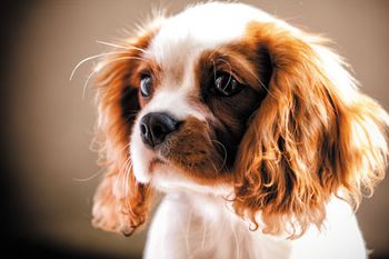 veterinary-beautiful-cavalier-king-charles-spaniel-242232892_450.jpg