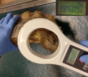 Pet identification for the exotic animal