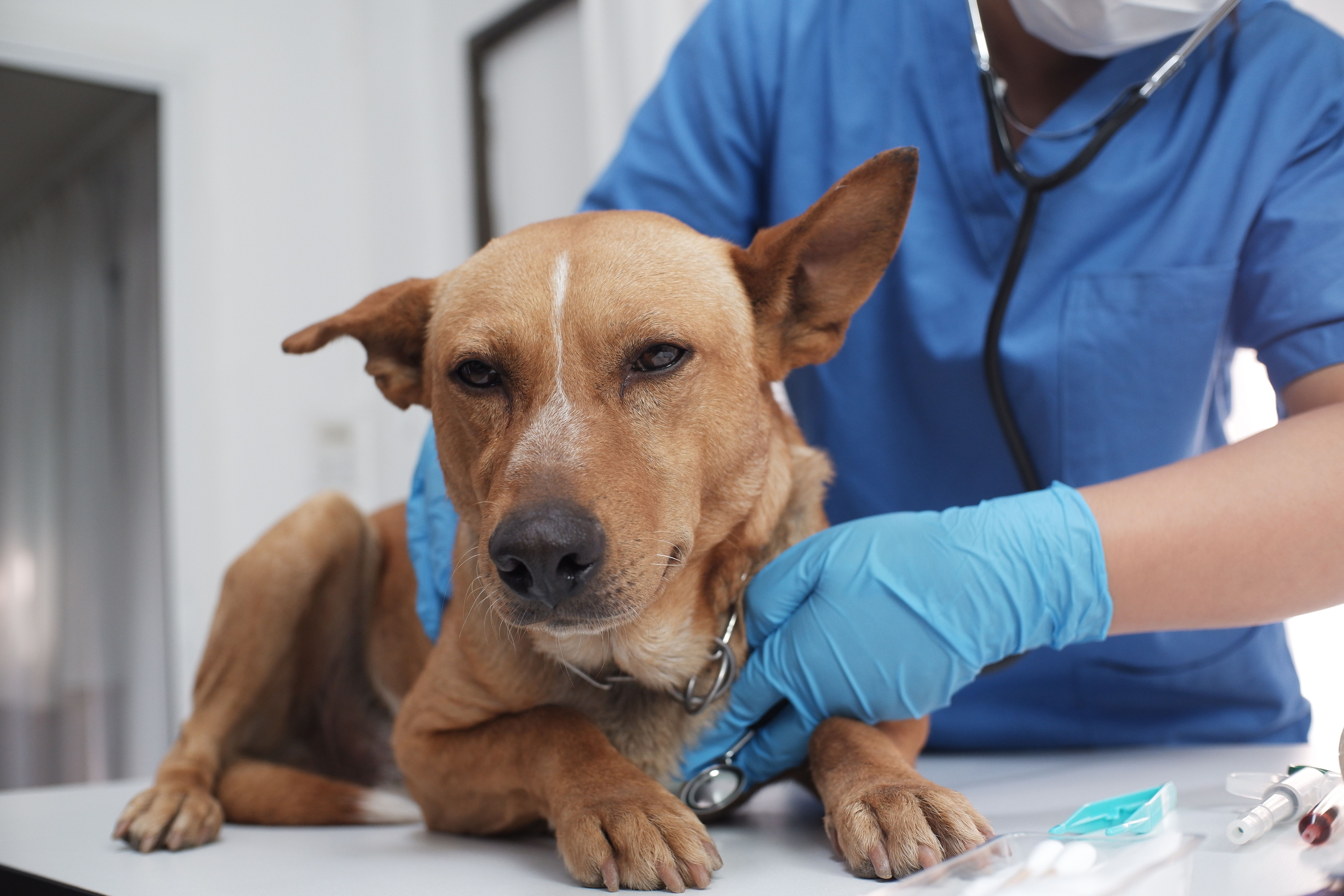 Wyjaśnienie tajemniczej zakaźnej choroby układu oddechowego psów