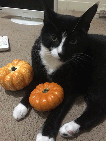 Banana-Pawz-450.gif