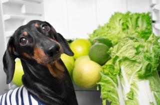 Weekly Vet Report: Can pets spread Cyclospora? Plus, the link between gait and canine cognition