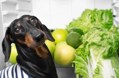 Weekly Vet Report: Can pets spread Cyclospora? Plus, the link between gait and canine cognition