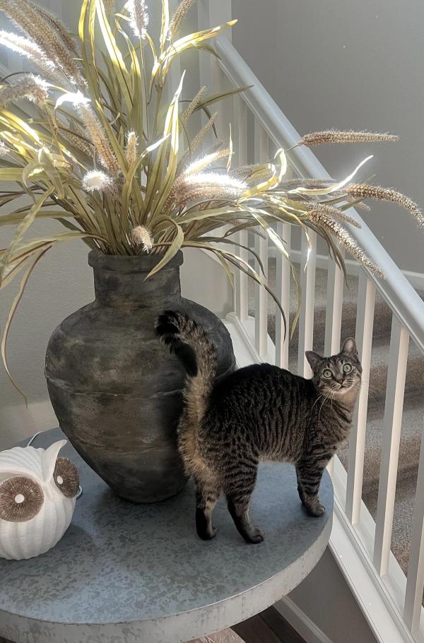Cat potentially ingests toxic flowers and plant