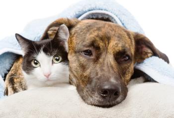 cat and dog lying down