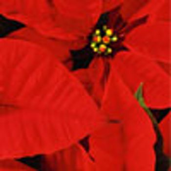 poinsettia-699869-1384218852554.jpg