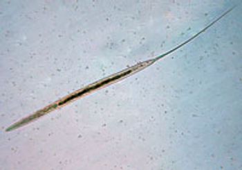 Kane-E-anthelminitic_2-653165-1384333682702.jpg