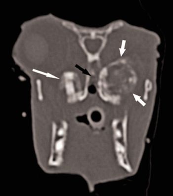 veterinary_rabbit_dental_Figure2_450px.jpg