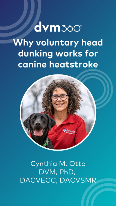 Why voluntary head dunking works for canine heatstroke