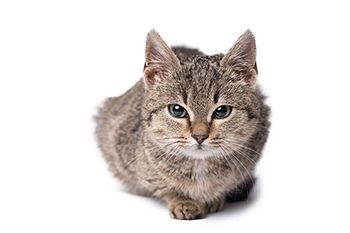 veterinary-cat-crouch-lying-down-white-background-AdobeStock-185340689-450px.jpg