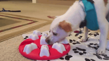 veterinary-becker-food-puzzle-3.gif