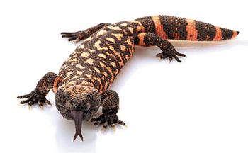 veterinary-Gila-Monster-Heloderma-suspectum-isolated-on-white-background-24334255-body.jpg