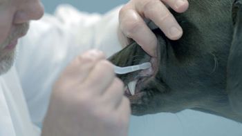 veterinary-recombitek-oral-bordetella-450-1.jpg