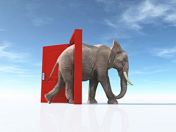 veterinary-elephant-door-AdobeStock_237209643-450.jpg
