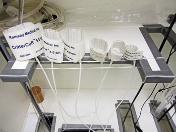 veterinary_idea_cuffs_elastic_450px.jpg