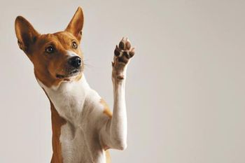 veterinary-dog-smiling-450px-shutterstock-511541320.jpg