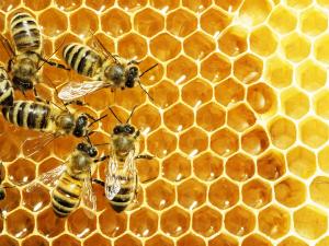 Apitherapy