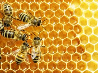 Apitherapy