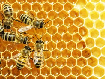 Apitherapy