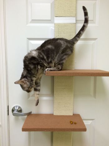 tomclimb450.jpg