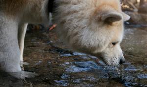 The diagnostic challenge of leptospirosis