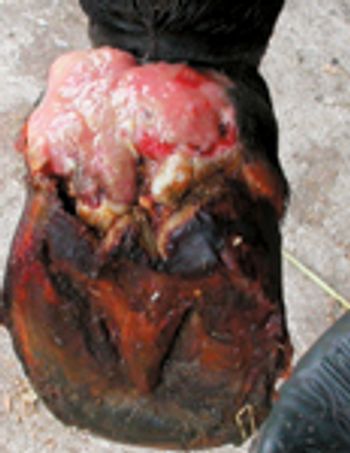 veterinary_0311_marcella5-710877-1384194374843.jpg