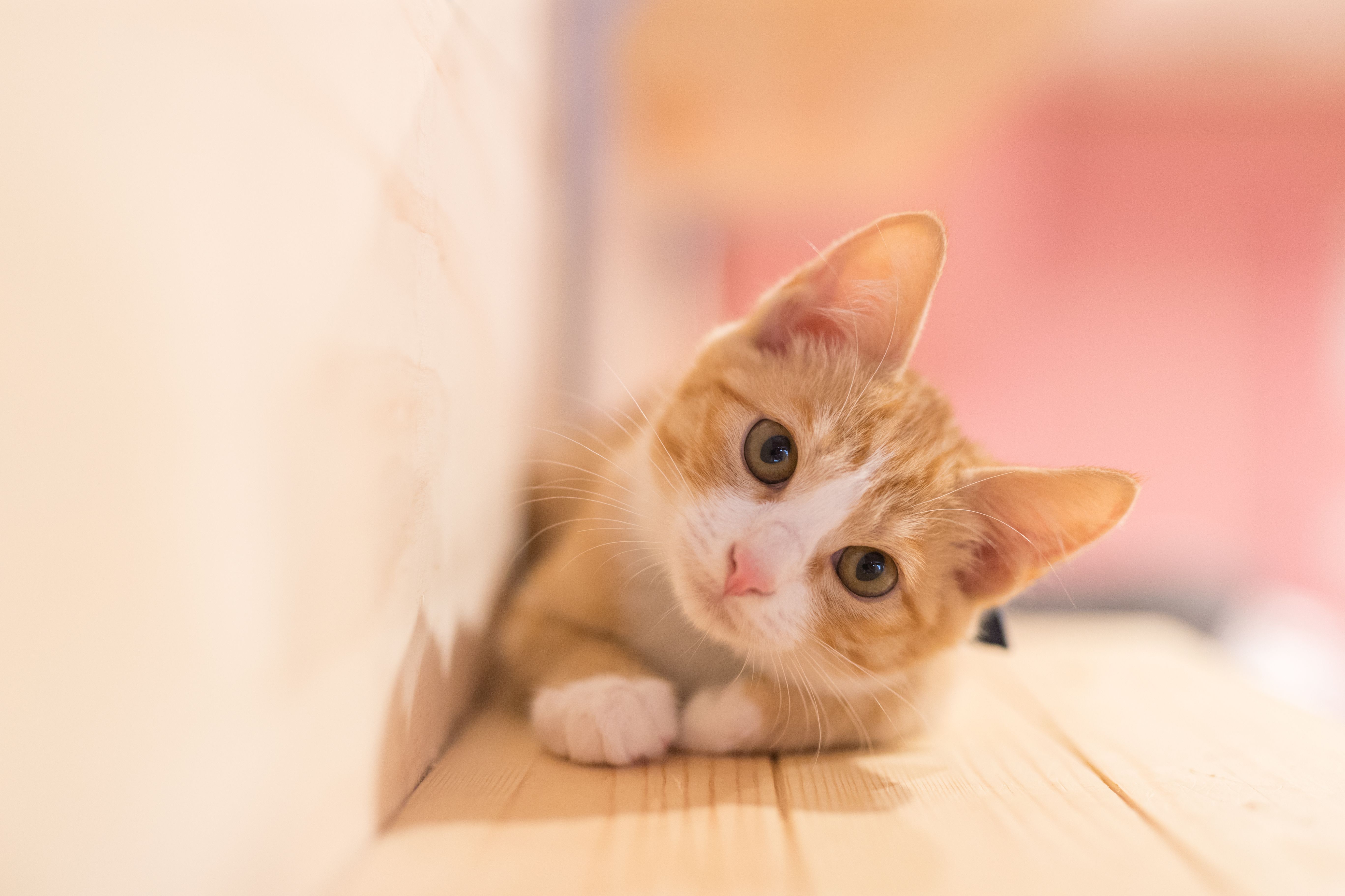 kitten