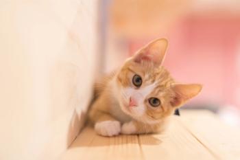 kitten