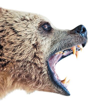 Angry-Bear-177442965-845074-1404209813660.jpg