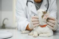 AAHA launches feline-specific update to diabetes management guidelines