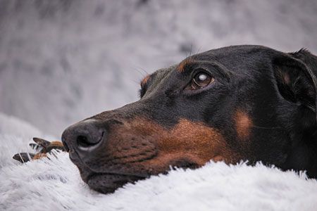 veterinary-doberman-450px-shutterstock-747952555.jpg